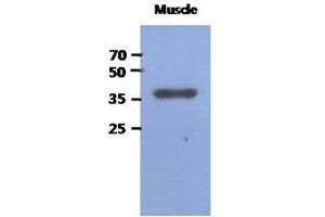 Image no. 1 for anti-Fructose-1,6-Bisphosphatase 2 (FBP2) (AA 1-339), (N-Term) antibody (ABIN1449408) (FBP2 anticorps  (N-Term))