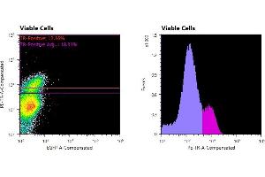 Flowcytometry of huSSECTM cell line overexpressing hFcRn-EGFP labeled with clone DVN24 primary Ab and Texas Red™ conjugated anti-mouse secondary. (FcRn anticorps)