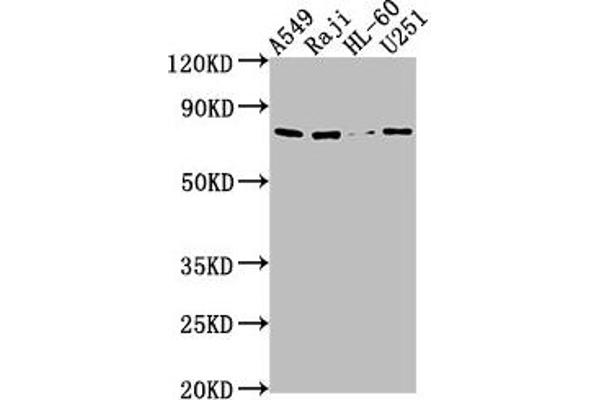 Importin 9 anticorps  (AA 158-176)