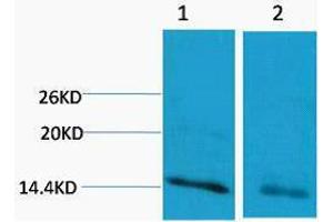Western Blotting (WB) image for anti-Histone 3 (H3) (H3R17me) antibody (ABIN3181372) (Histone 3 anticorps  (H3R17me))