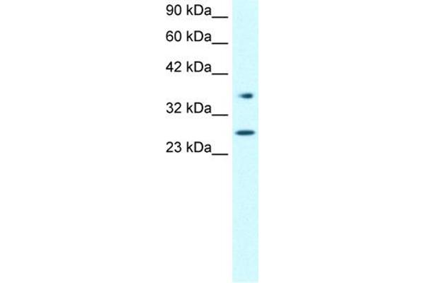 FOXA3 anticorps  (Middle Region)