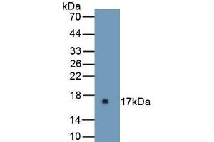 Detection of Recombinant UPK1A, Mouse using Polyclonal Antibody to Uroplakin 1A (UPK1A) (UPK1A anticorps  (AA 116-231))