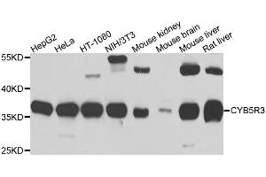 Western blot analysis of extracts of various cell lines, using CYB5R3 antibody. (CYB5R3 anticorps)