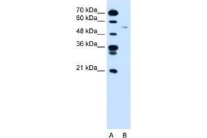 Western Blotting (WB) image for anti-Cyclin B1 (CCNB1) antibody (ABIN2460180) (Cyclin B1 anticorps)