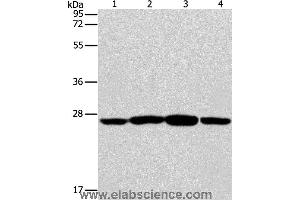 Western blot analysis of Jurkat, A431, A549 and A375 cell, using CASP14 Polyclonal Antibody at dilution of 1:350 (CASP14 anticorps)
