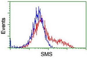 HEK293T cells transfected with either RC200619 overexpress plasmid (Red) or empty vector control plasmid (Blue) were immunostained by anti-SMS antibody (ABIN2454722), and then analyzed by flow cytometry. (SMS anticorps)