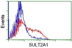HEK293T cells transfected with either RC204737 overexpress plasmid (Red) or empty vector control plasmid (Blue) were immunostained by anti-SULT2A1 antibody (ABIN2453697), and then analyzed by flow cytometry. (SULT2A1 anticorps)