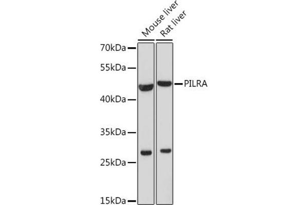 PILRA anticorps