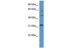 Image no. 1 for anti-MAP Kinase Interacting serine/threonine Kinase 1 (MKNK1) (C-Term) antibody (ABIN6746809) (MKNK1 anticorps  (C-Term))