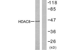 Western blot analysis of the extracts from NIH/3T3 cells using HDAC8 (Ab-39) antibody (E021143). (HDAC8 anticorps)