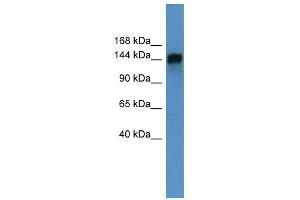 PITPNM1 antibody used at 0. (PITPNM1 anticorps  (N-Term))