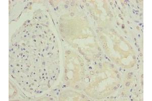 Immunohistochemistry of paraffin-embedded human kidney tissue using ABIN7151390 at dilution of 1:100 (ENPP6 anticorps  (AA 31-330))