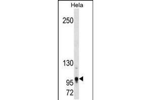 Western blot analysis in Hela cell line lysates (35ug/lane). (TSHZ1 anticorps  (AA 639-665))