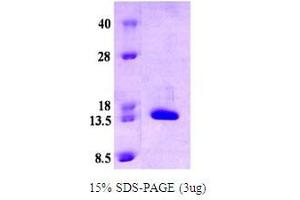 Figure annotation denotes ug of protein loaded and % gel used. (alpha Synuclein DeltaNAC (active) Protéine)