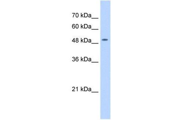 NARG1L anticorps  (Middle Region)