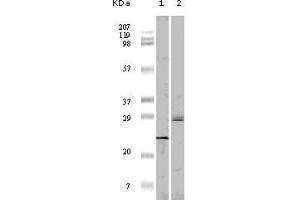Western blot analysis using 4E-BP1 mouse mAb against truncated 4E-BP1 recombinant protein（1）and A431 cell lysate (2). (eIF4EBP1 anticorps)