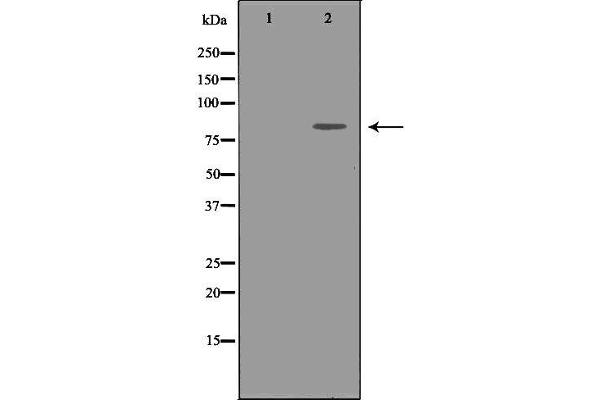 IKKi/IKKe anticorps  (C-Term)