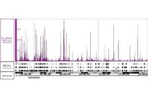 YY1 antibody (pAb) tested by Immunoprecipitation. (YY1 anticorps)