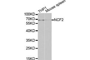Western blot analysis of extracts of various cell lines, using NCF2 antibody (ABIN5970524) at 1/1000 dilution. (NCF2 anticorps)
