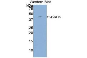 Western Blotting (WB) image for anti-Platelet Factor 4 (PF4) (AA 17-104) antibody (ABIN1861027) (PF4 anticorps  (AA 17-104))