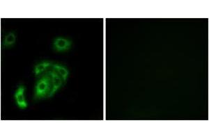 Immunofluorescence (IF) image for anti-Contactin 5 (CNTN5) (AA 891-940) antibody (ABIN2890238) (Contactin 5 anticorps  (AA 891-940))