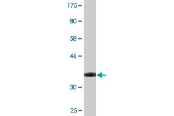 Stabilin 1 anticorps  (AA 1804-1902)