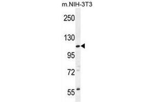 CCDC158 Antibody (C-term) western blot analysis in mouse NIH-3T3 cell line lysates (35µg/lane). (CCDC158 anticorps  (C-Term))