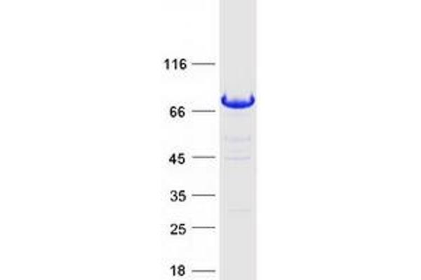 Mahogunin RING Finger Protein 1 Protein (Transcript Variant 1) (Myc-DYKDDDDK Tag)