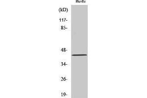 Western Blot analysis of various cells using HNK-1ST Polyclonal Antibody. (CHST10 anticorps  (AA 160-240))