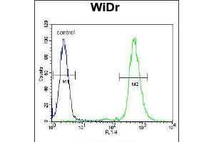 Flow cytometric analysis of WiDr cells (right histogram) compared to a negative control cell (left histogram). (RPS6 anticorps  (Ser240, Ser244))