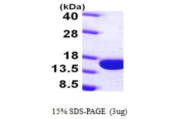 PVALB Protein (AA 1-110) (His tag)