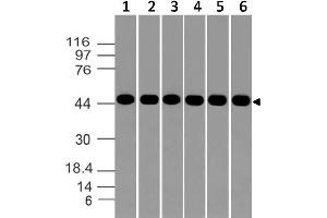 Image no. 1 for anti-Aurora Kinase A (AURKA) (AA 55-250) antibody (ABIN5027048) (Aurora A anticorps  (AA 55-250))