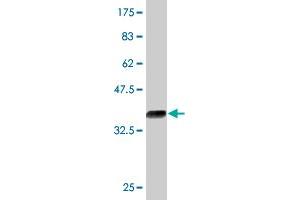 Western Blot detection against Immunogen (35. (KLF12 anticorps  (AA 1-90))