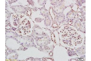 Formalin-fixed and paraffin embedded mouse embryo tissue labeled with Anti STK3/MST3 Polyclonal Antibody, Unconjugated (ABIN872978) at 1:200 followed by conjugation to the secondary antibody and DAB staining (STK3,STK4 (AA 101-200) anticorps)