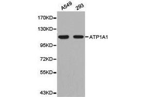 Western Blotting (WB) image for anti-Sodium Potassium ATPase, alpha1 (ATP1A1) antibody (ABIN1871152) (ATP1A1 anticorps)