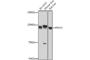 Western blot analysis of extracts of various cell lines, using PROX1 Rabbit mAb (ABIN7269571) at 1:1000 dilution. (PROX1 anticorps)