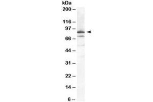 Western blot testing of HeLa cell lysate with Ku80 antibody at 0. (XRCC5 anticorps)