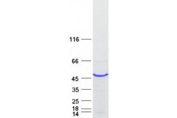 DAZAP1 Protein (Transcript Variant 2) (Myc-DYKDDDDK Tag)