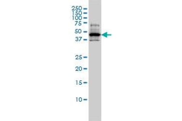 RCC1 anticorps  (AA 312-421)