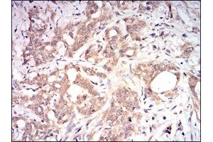 Immunohistochemistry (IHC) image for anti-beta-2-Microglobulin (B2M) (AA 21-100) antibody (ABIN1724934)