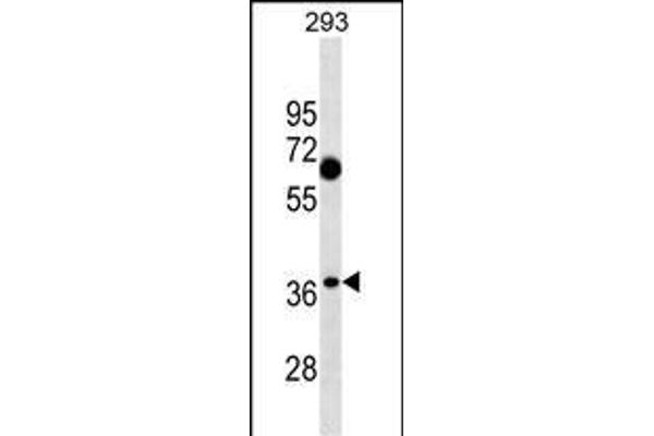 CTRP7 anticorps  (N-Term)