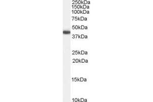 ABIN2562753 (0. (GALR2 anticorps  (Internal Region))