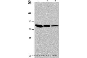 Western blot analysis of Mouse skin tissue, HUVEC and Hela cell, using JUP Polyclonal Antibody at dilution of 1:850 (JUP anticorps)