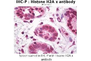 Image no. 1 for anti-H2A Histone Family, Member X (H2AFX) antibody (ABIN1514980) (H2AFX anticorps)