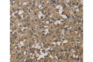 Immunohistochemistry (IHC) image for anti-Dynactin 3 (p22) (Dctn3) antibody (ABIN2429911) (DCTN3 anticorps)