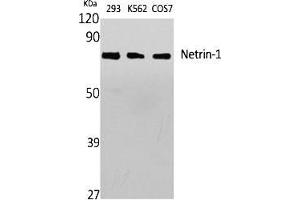 Western Blot analysis of various cells using Netrin-1 Polyclonal Antibody diluted at 1:1000. (Netrin 1 anticorps  (C-Term))