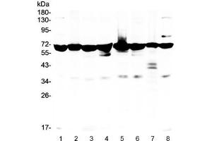 Western blot testing of 1) rat kidney, 2) rat brain, 3) mouse stomach, 4) mouse spleen, 5) human HeLa, 6) U87, 7) PANC lysate with AIF antibody. (AIF anticorps)