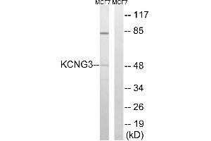Western blot analysis of extracts from MCF-7 cells, using KCNG3 antibody. (KCNG3 anticorps  (Internal Region))