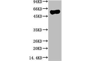 Western blot analysis of Hela Cell Lysate using ATG5 Mouse mAb diluted at 1:10000 (ATG5 anticorps)