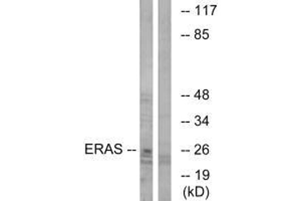 ERAS anticorps  (C-Term)